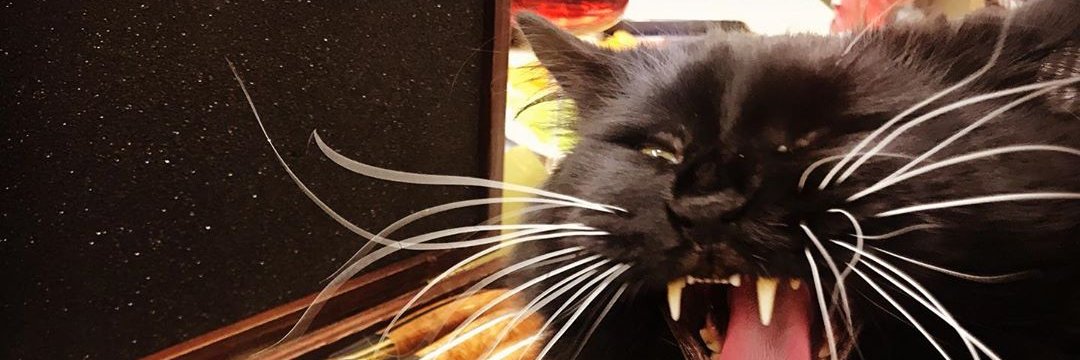 Il Gatto Nero 🐈‍⬛'s banner