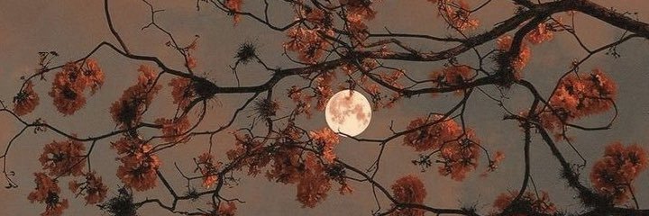 elifablaaa's profile banner image