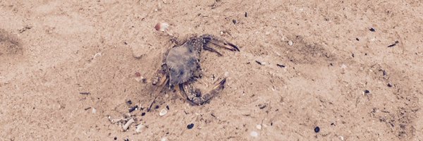 zoe_xie1 Profile Banner