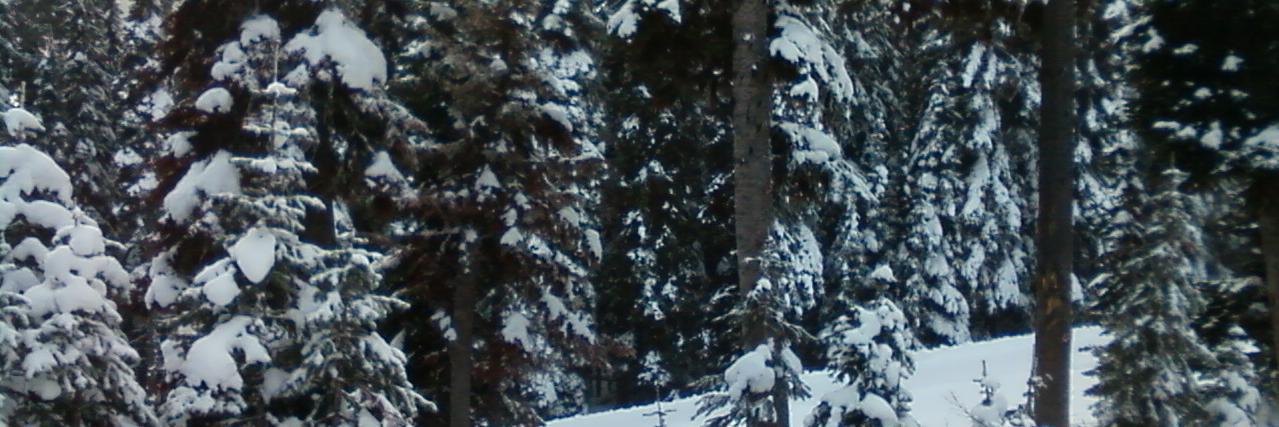 DBNeVeRmInD1's profile banner image