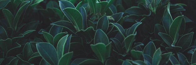 Foolishdingo's profile banner image