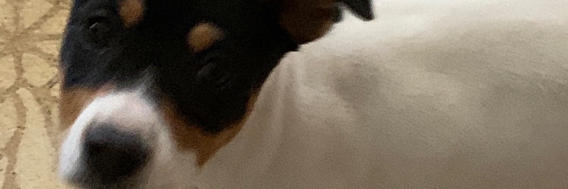 MDM Madman banner