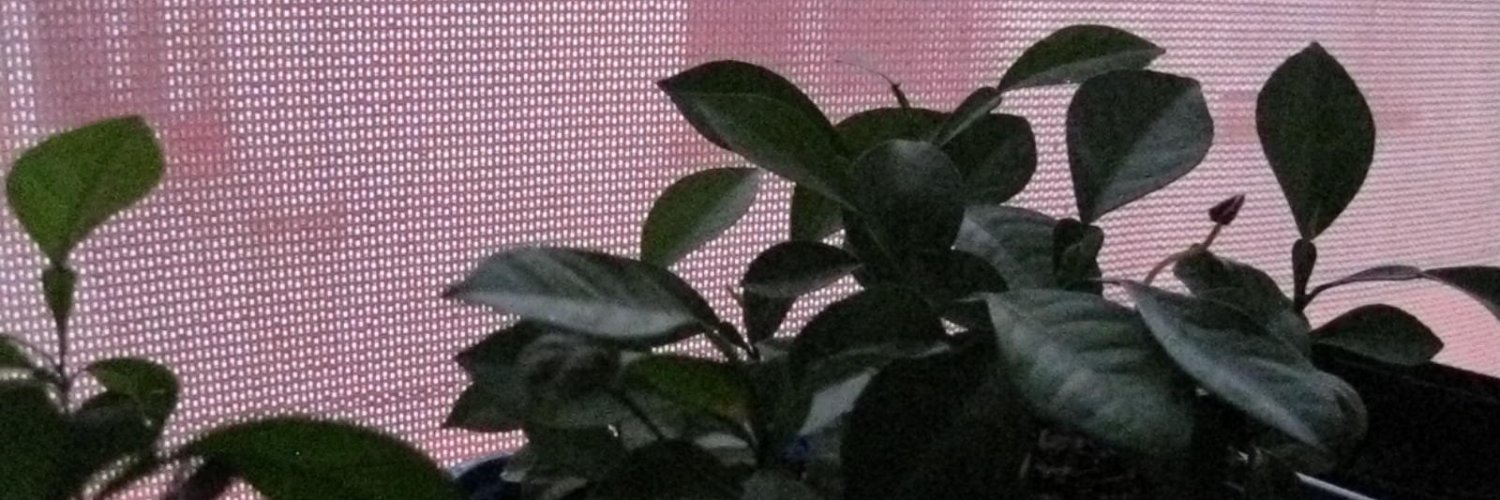 FRANCISCO VERA banner