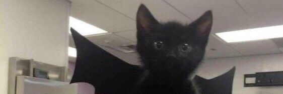 Lele ♡ ENHYPEN IS 7 banner