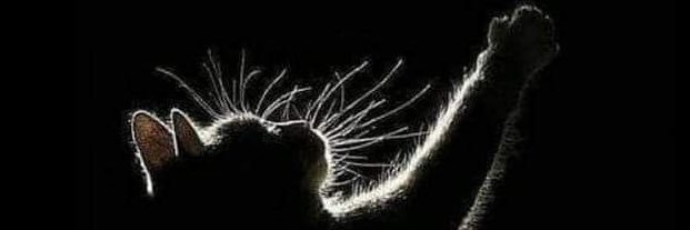 . banner