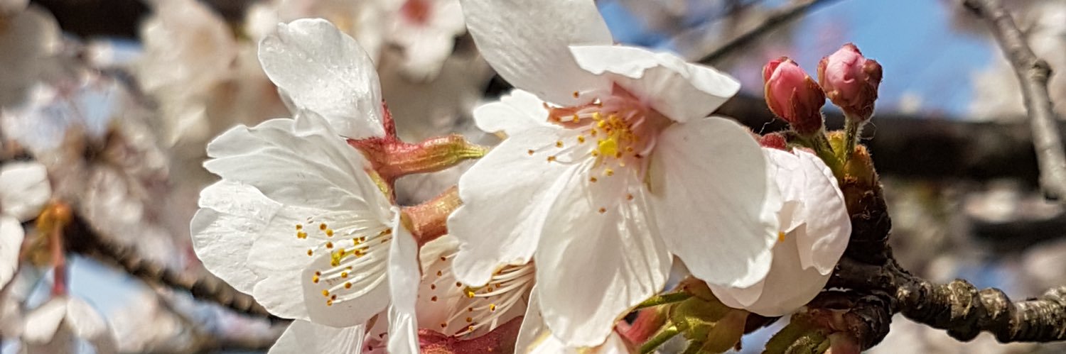 misaki_otani's profile banner image