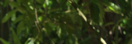 Rose Bewick banner