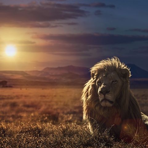 KINGSLINE's profile banner image
