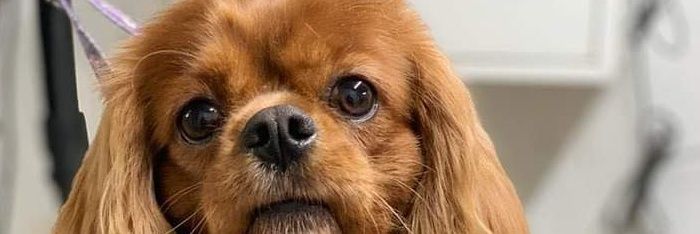 CroftVictoria's profile banner image