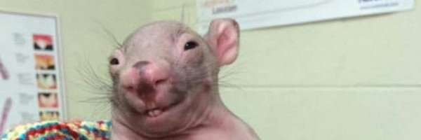 somerandombald1 Profile Banner