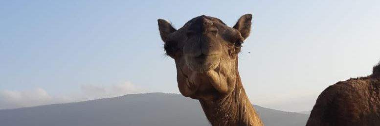 cryptocaravan's profile banner image