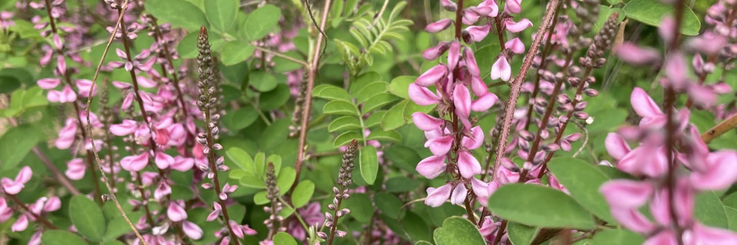 🌿🍇Josh🍄‍🟫🌳's banner