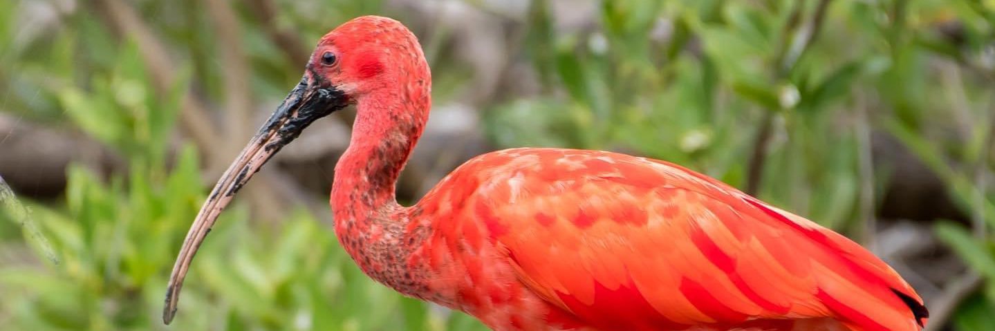 FeckBird's profile banner image