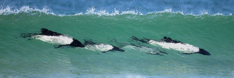 orlando ⚢ 🐬 🇵🇸 🔻🌺 banner