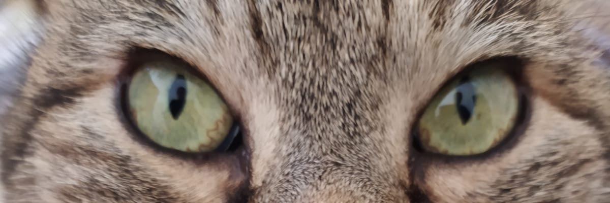 Lucy07311's profile banner image