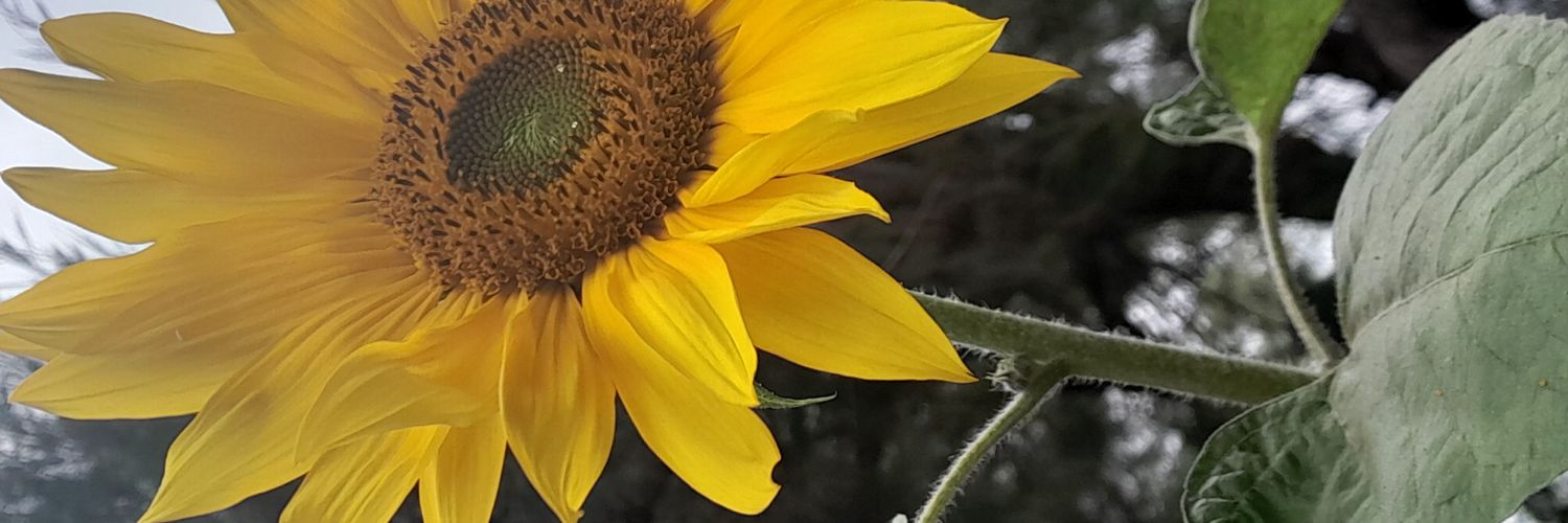 sacredsoftness's profile banner image