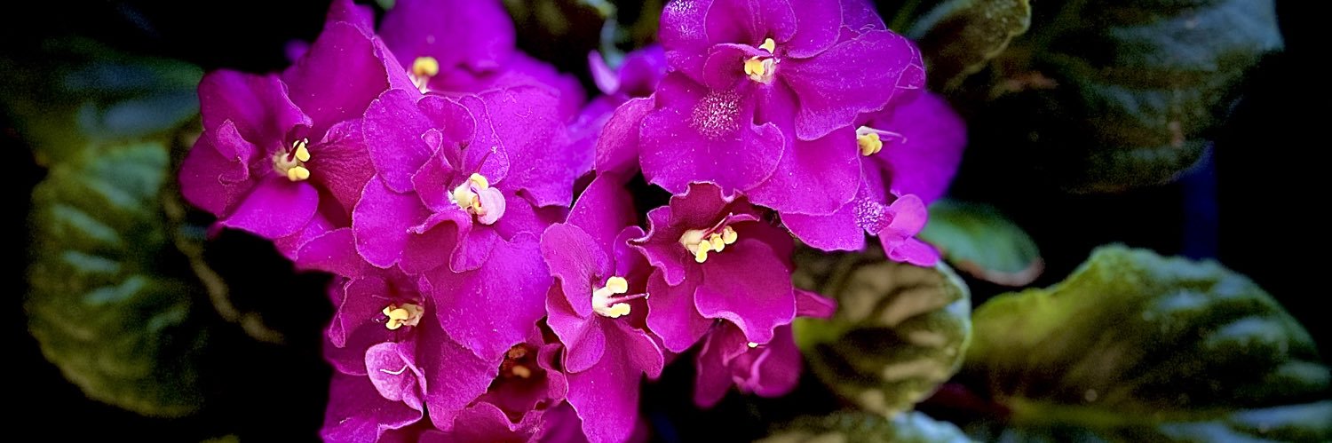 Beverly90789321's profile banner image