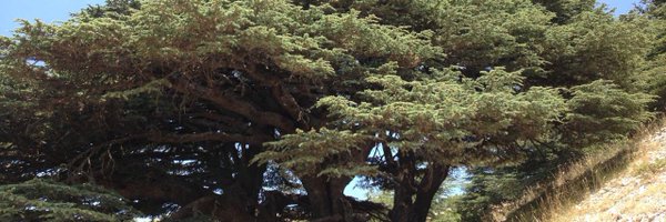 ShehadiKamal Profile Banner