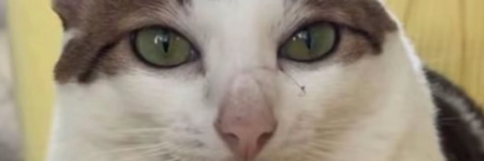 krab nation🦀 banner