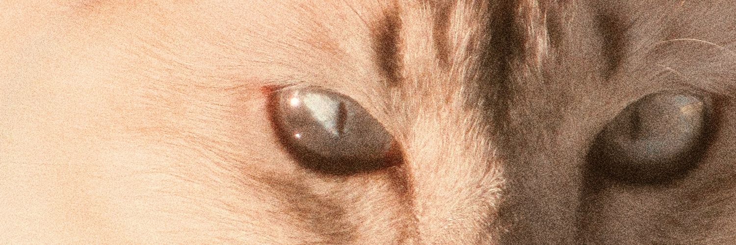 labroxera's profile banner image