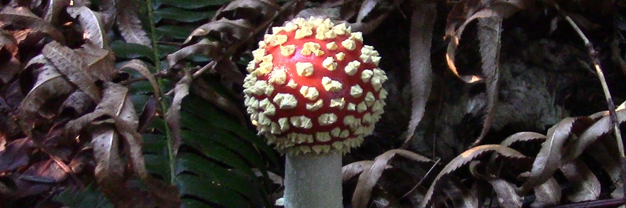 SQUIRREL OF G_D banner