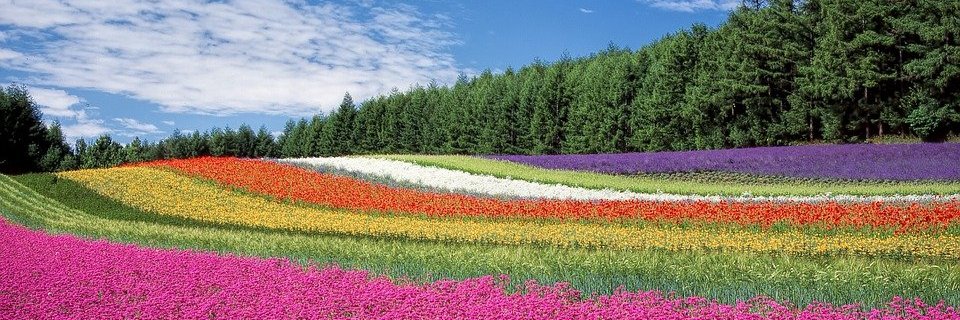 wmaf's profile banner image