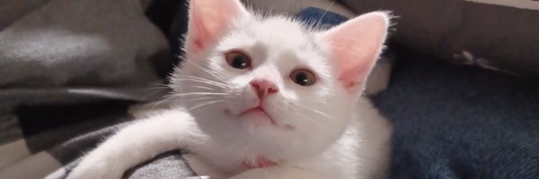 Flair3_ Profile Banner