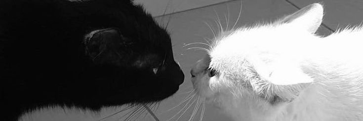 もも@固ツイ4枚目必読 banner