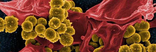 Staph_papers Profile Banner