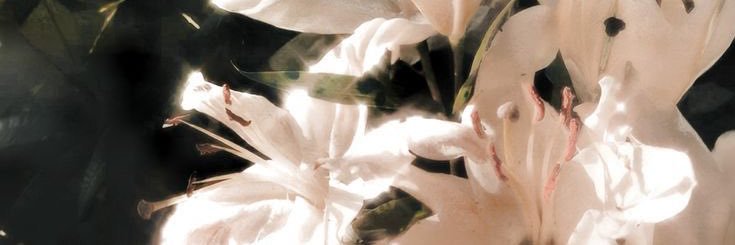 eelenasg's profile banner image
