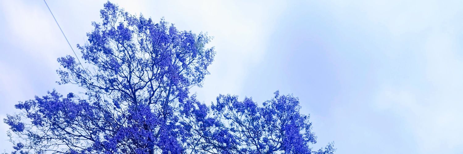 Frantorey2's profile banner image