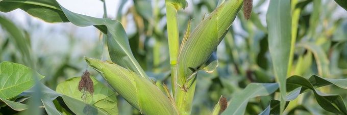 Happy farmer 🌽🌾 banner