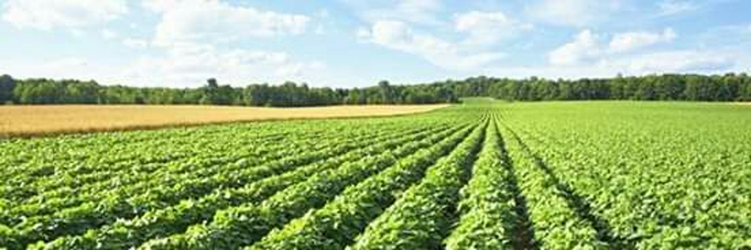 Трактор в поле картофеля. Картофельных полей в управление. Гребнеобразование. Картофельные поля в белоруссии. Гребнеобразование картофеля.