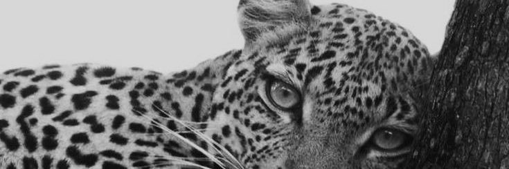 rosanylpds's profile banner image