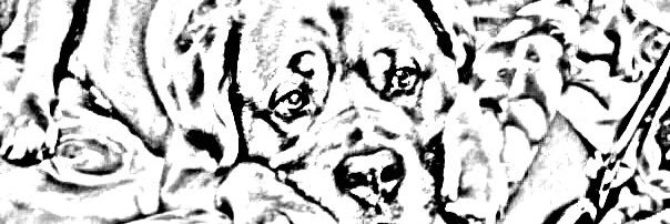 SteMarilli's profile banner image