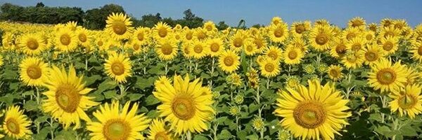 boom_nim's profile banner image