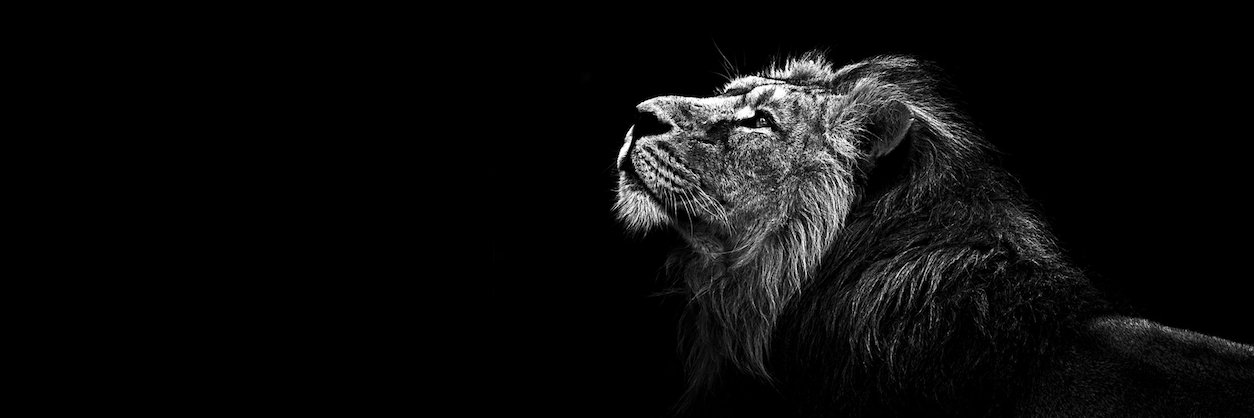 coultonshaw's profile banner image