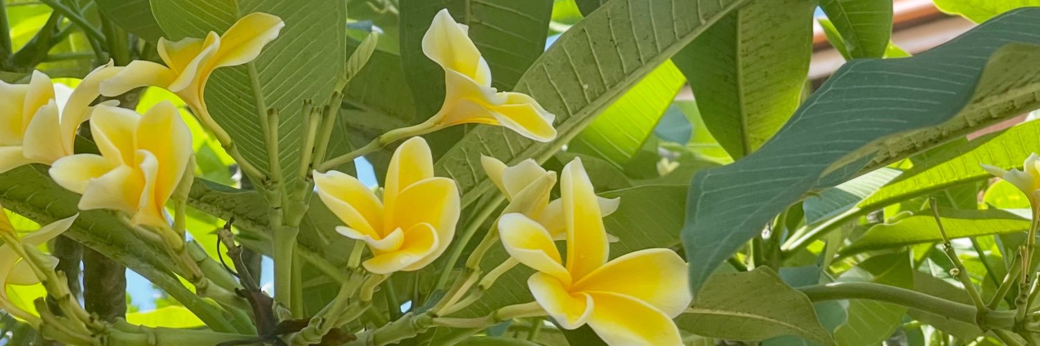 LynAdnn's profile banner image