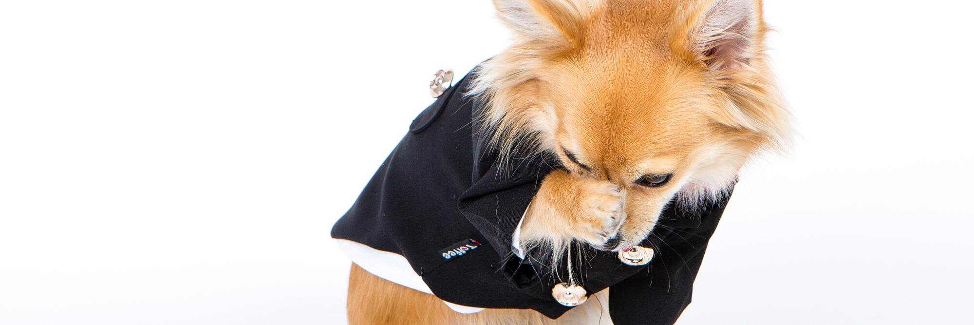 HugoPuppyDog's profile banner image