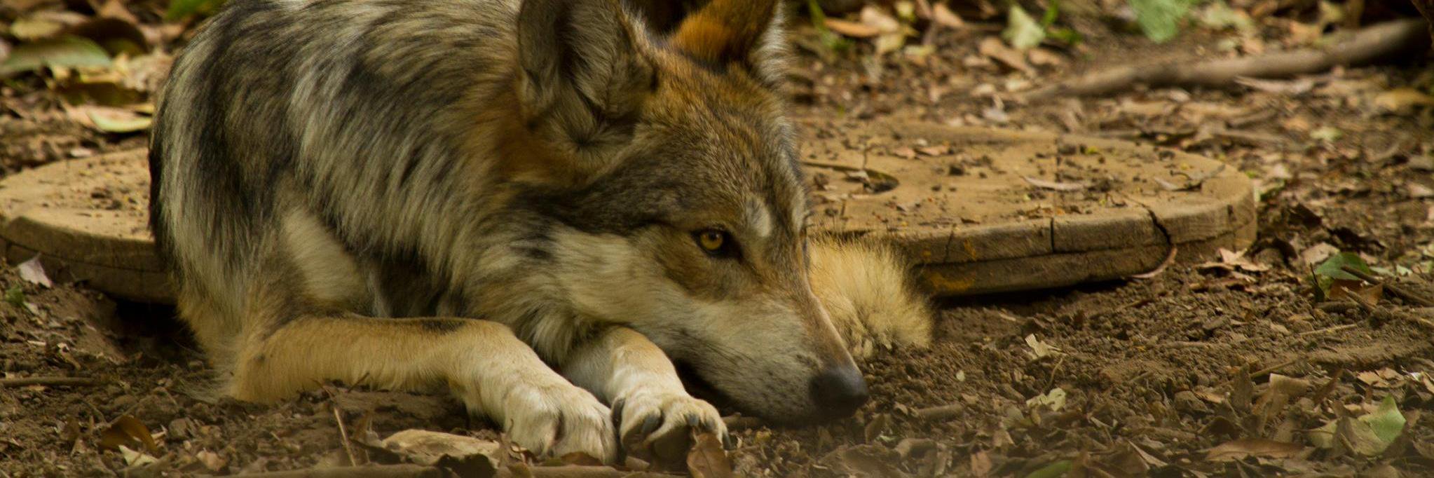 DannyWolfNatura's profile banner image