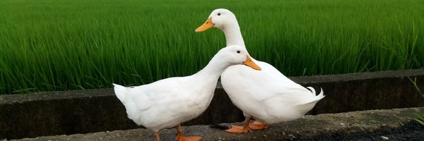 duck200412 Profile Banner