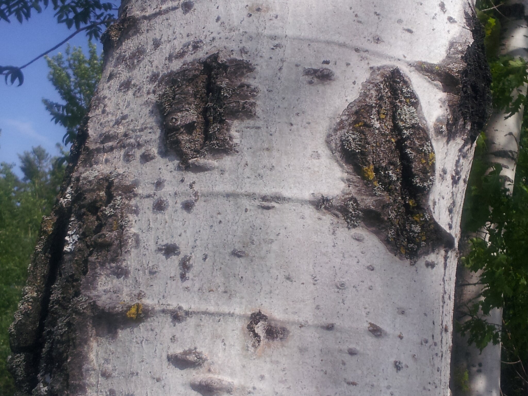 Jamie Griffin banner