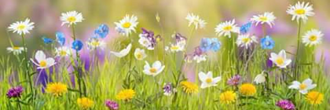 susan_side_2's profile banner image