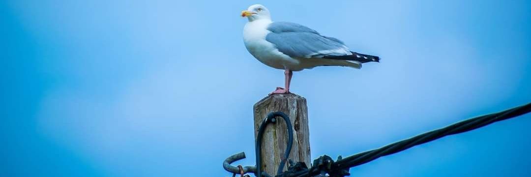 Daniel Meshak banner