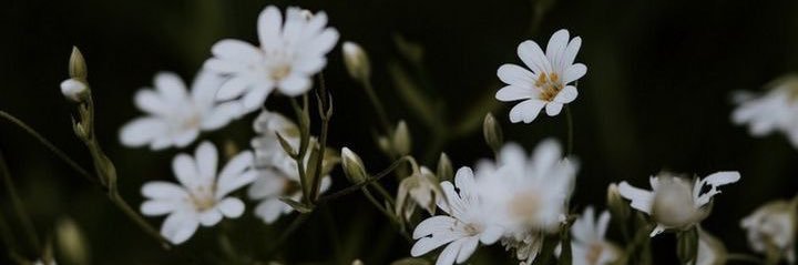annrnaa's profile banner image
