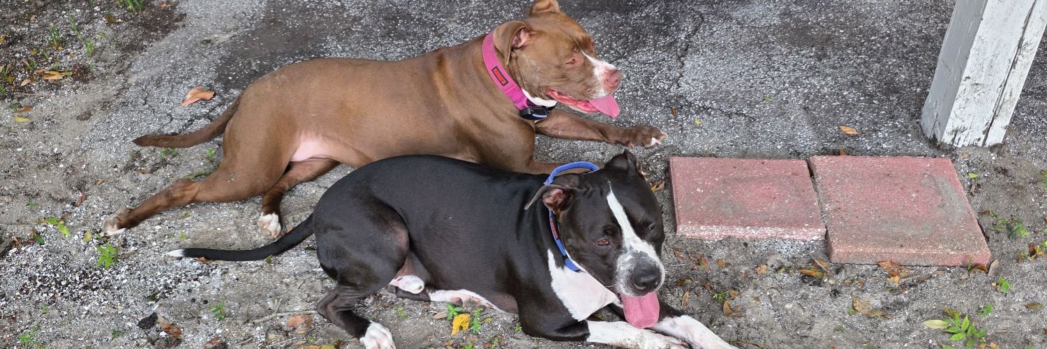 Dominick Ruocco banner