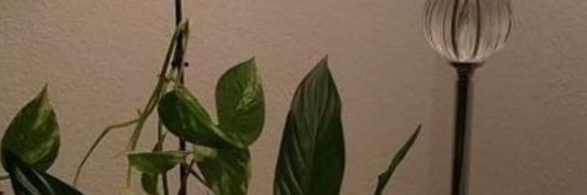 inn • Fast on wa banner