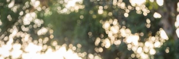 will ฅᨐฅ's banner