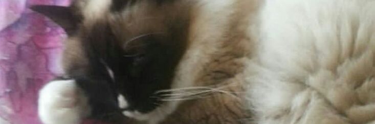 Elsa_thecat's profile banner image