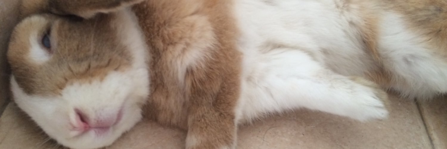 flormainet's profile banner image